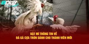 đá gà cựa tròn