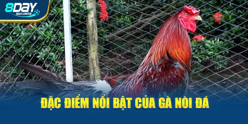 Đặc điểm nổi bật của gà nòi đá