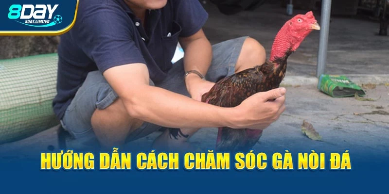 Chăm sóc gà nòi đá