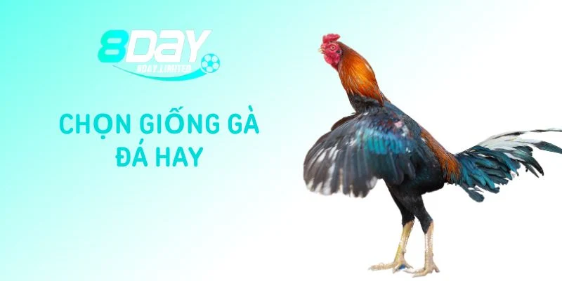 Chọn giống gà đá hay chuẩn để chiến thắng