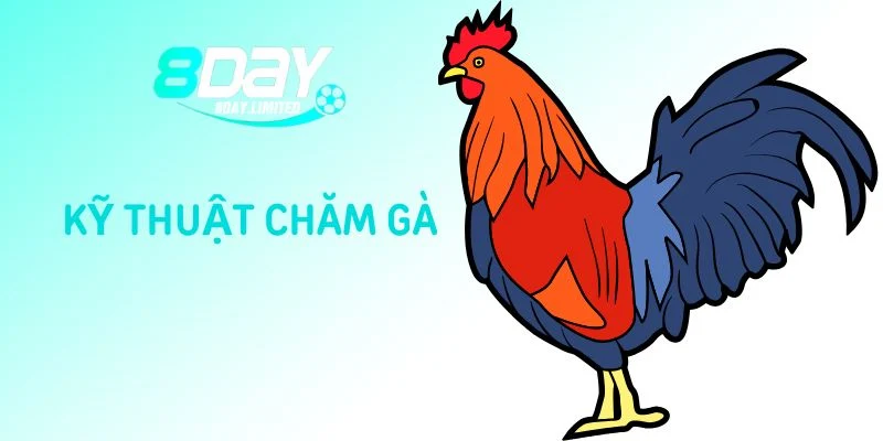 Kỹ thuật chăm gà cực cẩn thận