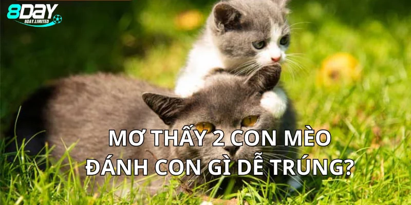 Giải đáp câu hỏi mơ thấy 2 con mèo đánh con gì của lô thủ