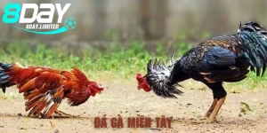 đá gà miền tây 8day