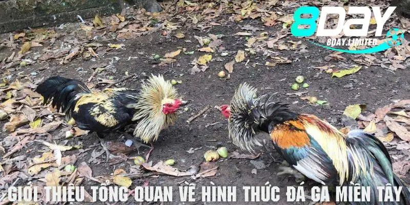 Giới thiệu tổng quan về hình thức đá gà miền Tây cực cuốn hút